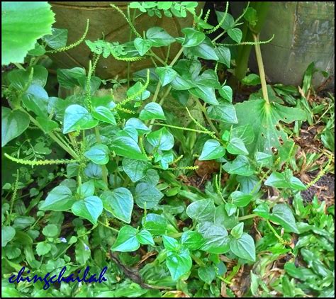 Simple Living In Nancy: PANSIT-PANSITAN GROWING IN MY GARDEN.