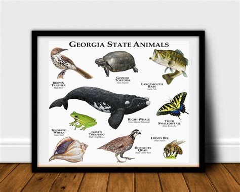 Georgia State Animals Poster Print | Etsy