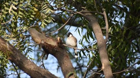 2 Nightangle Bird Stock Video Footage - 4K and HD Video Clips | Shutterstock