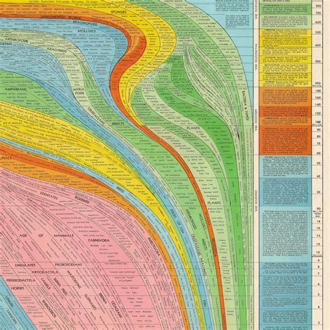 Histomap of Evolution Vintage Chart Print Tall & Narrow - Etsy