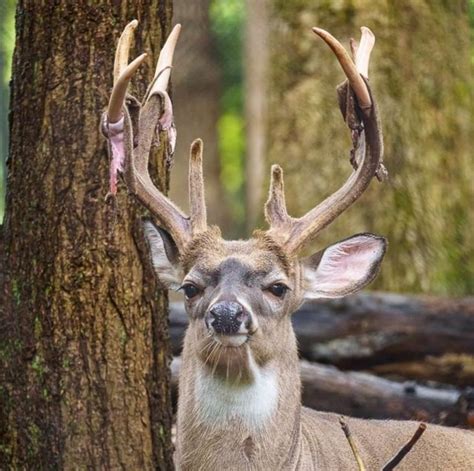 PsBattle: Buck shedding his antlers' velvet : r/photoshopbattles