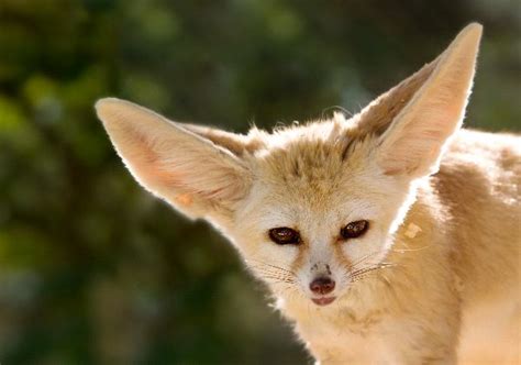 Fennec Fox Close Up - Fox Facts and Information