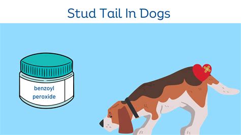 Stud Tail in Dogs - Causes, Symptoms, and Treatment
