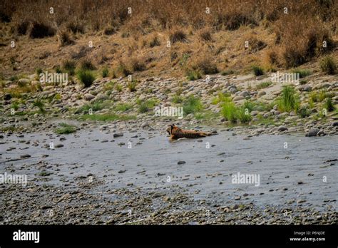 Wild Bengal tiger in natural habitat, Panthera tigris, Jim Corbett ...