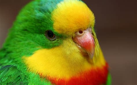 Wallpaper Parrot head close-up, colorful feathers, beak, eye 1920x1200 HD Picture, Image