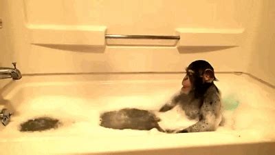 Water Monkey GIF – COOL GIFS