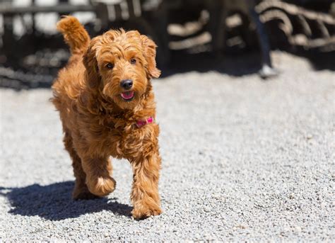 12 Facts About the Goldendoodle