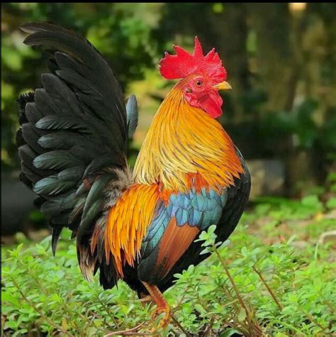 Beautiful little Bantam rooster. | Fancy chickens, Chickens backyard ...