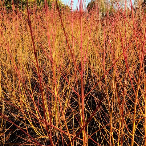 Cornus sanguinea 'Midwinter Fire' - Choice Plants - Millais Nurseries