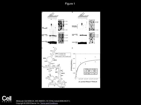 Structure and Function of Eukaryotic Ribonuclease P RNA - ppt download