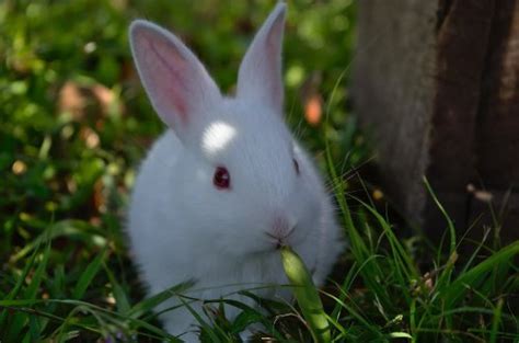 Albino Rabbit: The Classic White Rabbit with Red Eyes