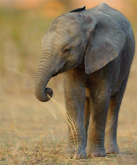 Baby Elephant Photograph by Happy Home Artistry