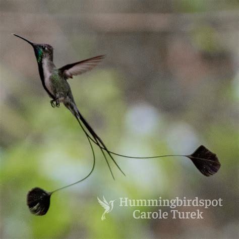 Marvelous Spatuletail | Hummingbird Facts Information | Hummingbird Feeder | Bird Photography