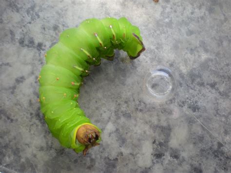 Plantstep: Luna Moth Caterpillar