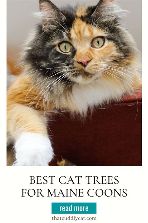 Best Cat Trees For Maine Coon Cats - That Cuddly Cat