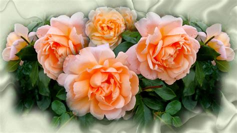Download Peach Flower Flower Nature Rose HD Wallpaper