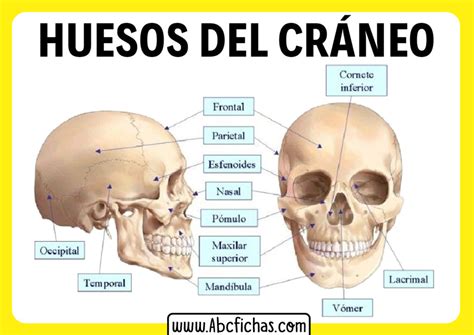 Anatomía y Huesos de la cabeza o cráneo