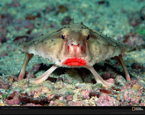 Red-lipped Batfish - Facts Pod