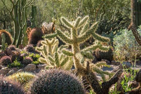 Cactus Garden in Tucson Arizona Stock Photo - Image of cactus, arizona: 109776904