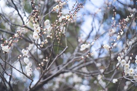 Premium Photo | Photo of clear sky and beautiful plum blossoms plum ...