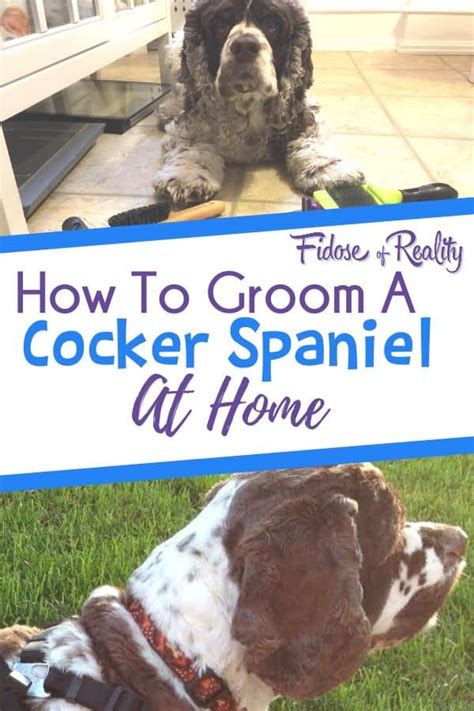 Grooming A Cocker Spaniel At Home Tips and Tricks - Fidose of Reality