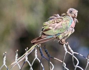 Psittacine Beak And Feather Disease, PBFD In Birds - Safarivet