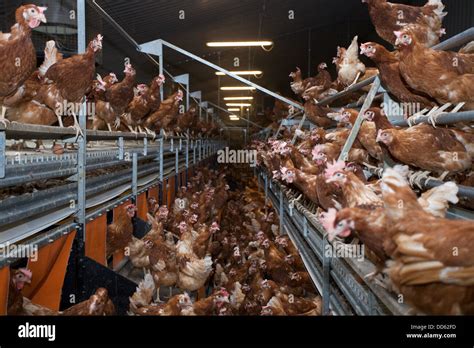 Battery farmed hens. England Stock Photo - Alamy