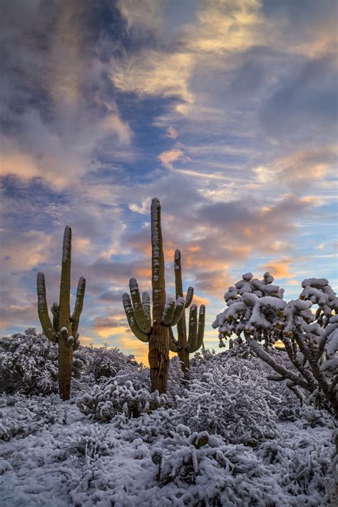 Tucson snowmen | Winter scenery, Snow in arizona, Nature