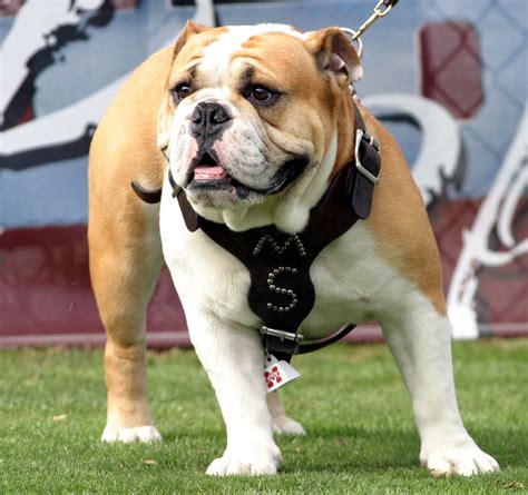 Media Relations in Sport: Mississippi State’s Bully – Big Dog on Campus