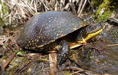 Blanding’s Turtle: Under Threat | Wild View