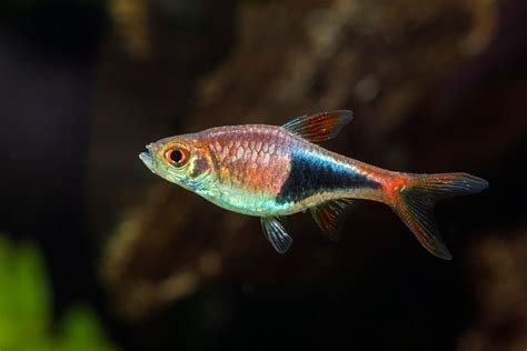 Harlequin Rasbora Care Guide Species Profile Fishkeeping, 54% OFF