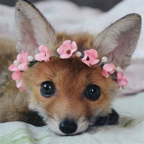 everythingfox: “ “World’s cutest kit” ” | Pet fox, Animals beautiful ...