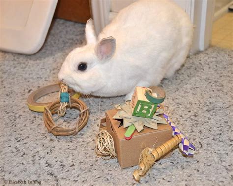 Bunny Rabbit Playing & Toys — Special Bunny Rabbit Rescue