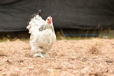 Giant Chicken Brahma Standing on Ground in Farm Area Stock Image ...