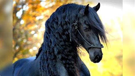 Discover the World's Most Stunning Horse Breeds (Video)