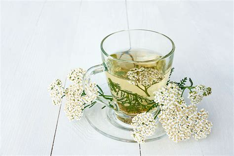 Yarrow And It's Various Applications – SkinMD Online Store