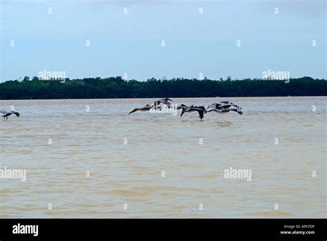 The Celestun wildlife refuge, Yucatan, Mexico Stock Photo - Alamy