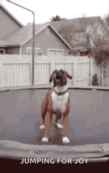 Jumping For Joy GIFs | Tenor