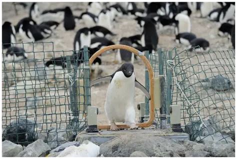 10 Interesting Adelie Penguin Facts | My Interesting Facts