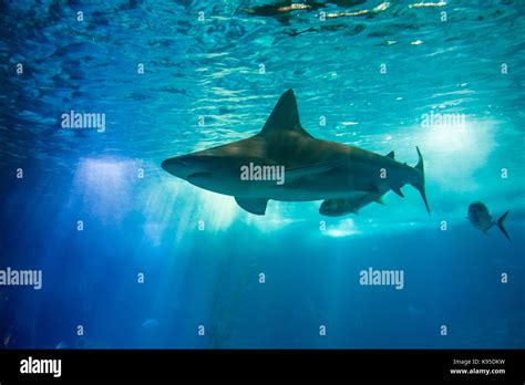 Underwater shark background Stock Photo - Alamy