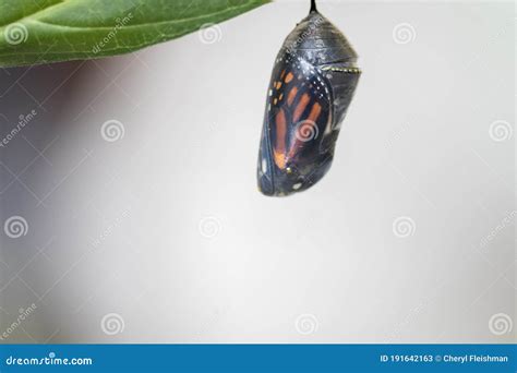 Monarch Butterfly about To Emerge from Chrysalis Stock Image - Image of lifecycle, larva: 191642163