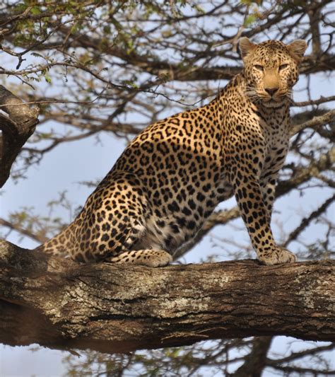 File:Leopard standing in tree 2.jpg - Wikipedia