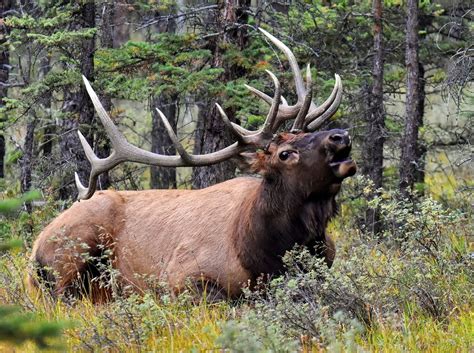 Banff National Park | The Royal Elk