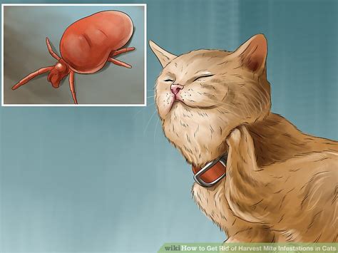 How to Get Rid of Harvest Mite Infestations in Cats: 10 Steps