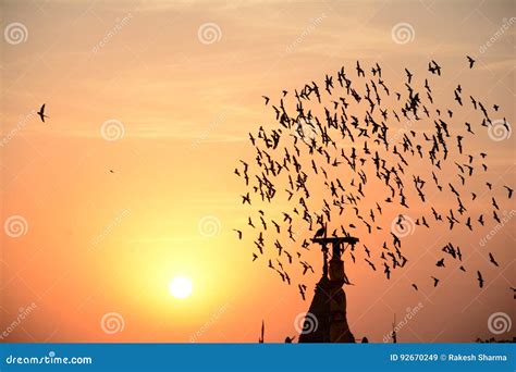 Flocking Behavior of Birds in Evening Stock Image - Image of birds, fish: 92670249