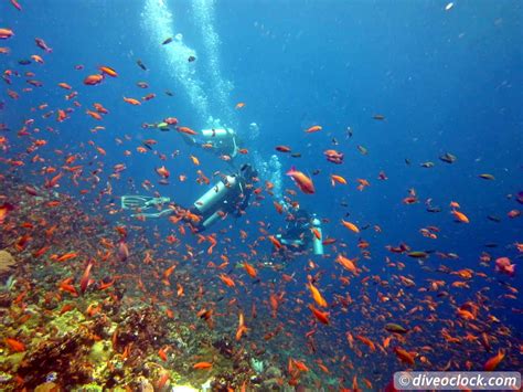 Komodo - The Best Dive Sites from Labuan Bajo (Flores, Indonesia) - Dive O'Clock!