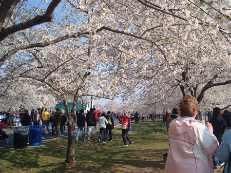 File:Cherry Blossom Festival Washington DC.JPG