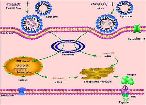 Mrna Vaccine Production / Nucleic acid-based Vaccines: New Kids on the ...