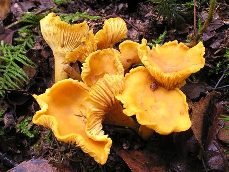 File:Chanterelle Cantharellus cibarius.jpg - Wikipedia