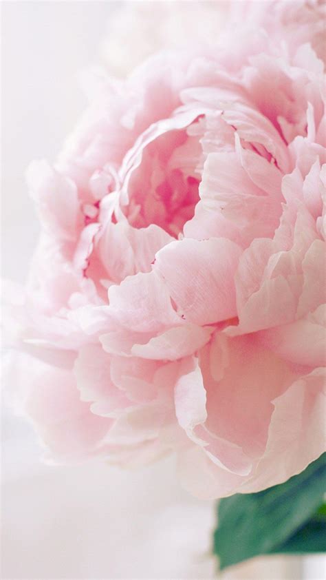 Pink Peony Wallpapers - Wallpaper Cave